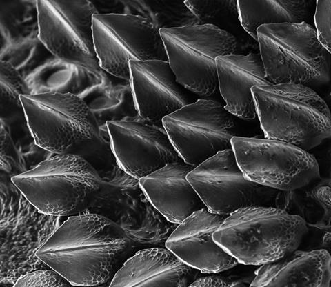 A close up image of shark scales