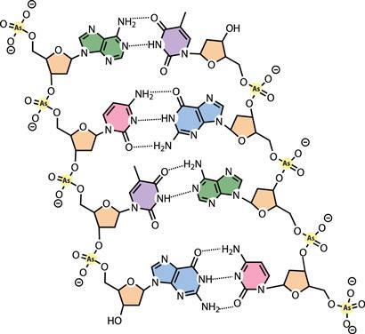 Arsenic-DNA-chemical-structure_410