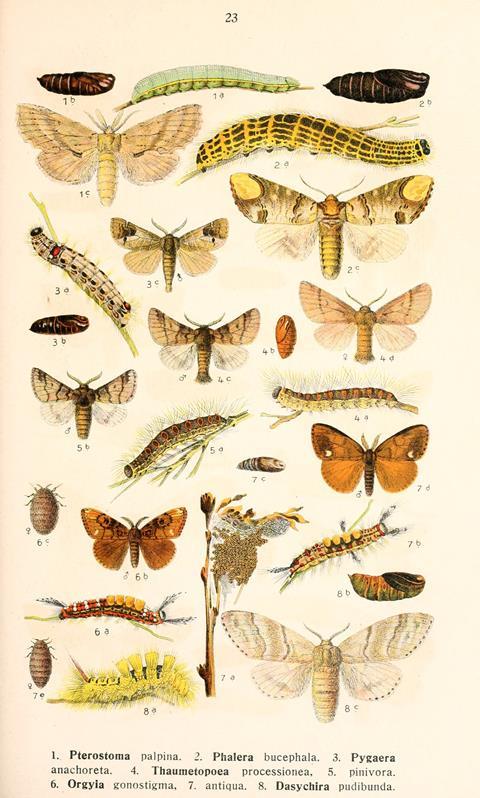 Plate from Die Schmetterlinge Deutschlands mit besonderer Berücksichtigung ihrer Biologie, Bd. 1-4, by K. Eckstein