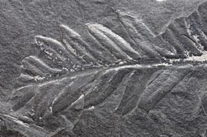 Fossil-leaf-300