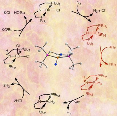 synthetic-cycle-410