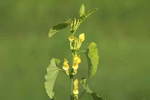 Aristolochia clematitis