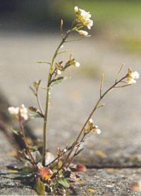 Arabidopsis_thaliana-200