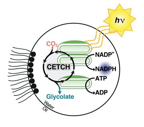 A scheme showing CETCH version 7.0 coupled to TEM operating inside microdroplets