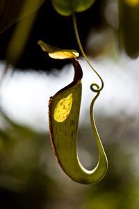 Nepenthes-pitcher-plant_200