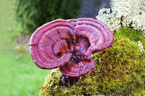 Ganoderma mushroom