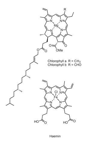 chlorophyll structure