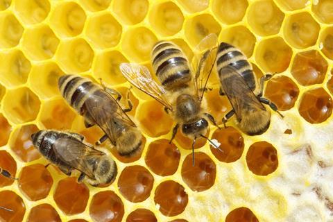 Bees with honey