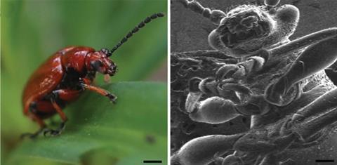 microscope images of bugs