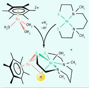 Hydrogenase mimic-300