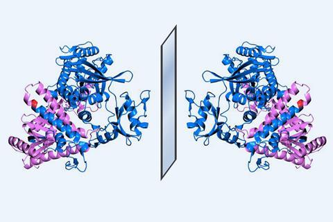 An image showing two mirror image enzymes opposite each other. The enzymes are depicted as blue and purple swirly and helical lines