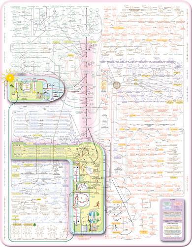 Nicholson Metabolic Pathways Chart