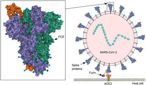 An image showing SARS-CoV-2 spike and cell binding