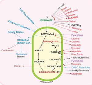 Inborn Errors Of Metabolism Chart