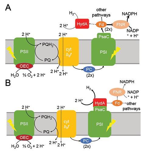 An image showing the photosynthetic electron transport chain (PETC) in WT cells