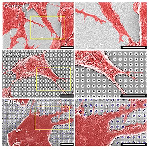 A series of scanning electron microscope images of cells grown on a holy surface