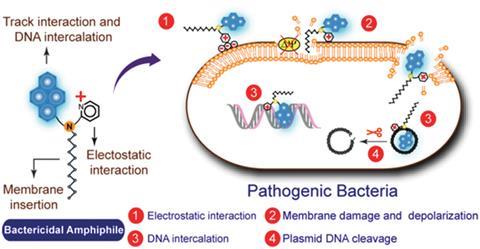 how the bacteria-killing compound works