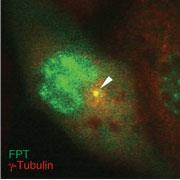 uchiyama-ncomms-fig4c_180