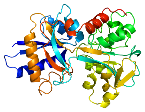 Cytochrome P450