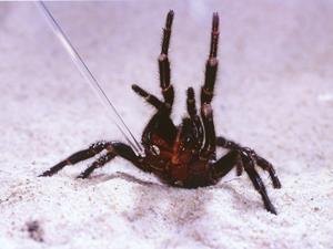 FunneWeb Spider