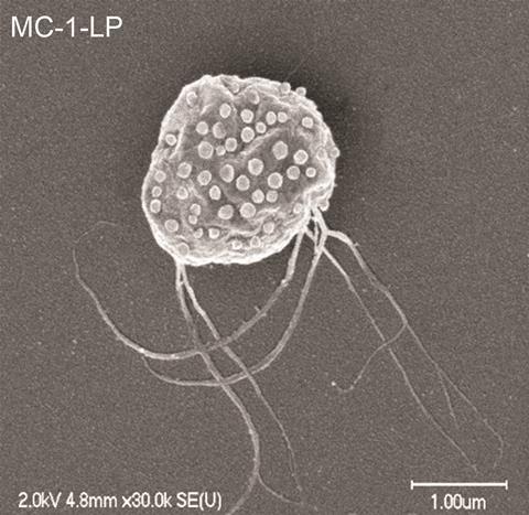 Bacteria seek out cancer and kill it nature nanotech fig5 a mc1 lp