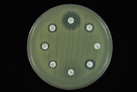 A picture showing an antimicrobial susceptibility test 