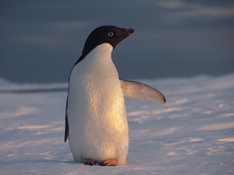 adelie penguin credit Karen Assmann