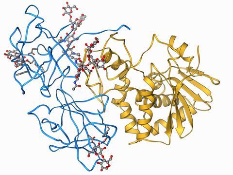 Ricin molecule