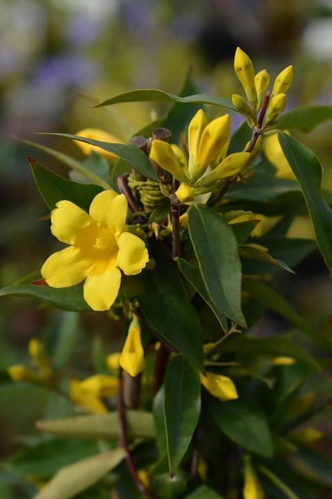 Gelsemium sempervirens - yellow jessamine