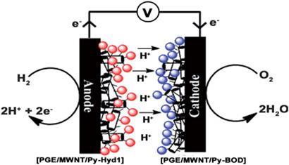 Enzyme-fuel-cell_c2sc01103d-410