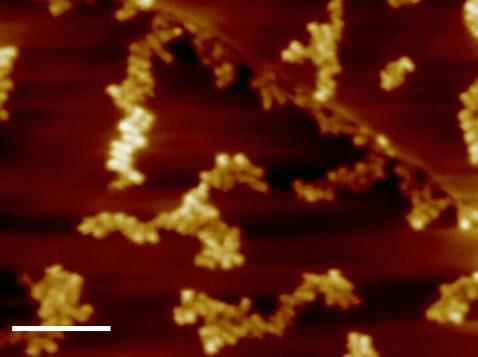 Scanning tunnelling microscopy image of terbium complexes