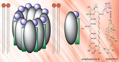 amphotericin-410