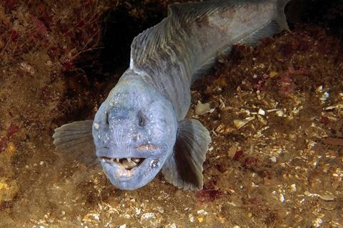 Atlantic wolffish