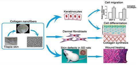 Fish skin dressing helps heal wounds | Research | Chemistry World