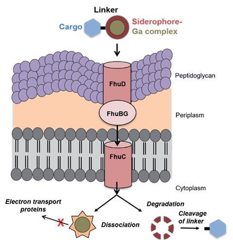 A scheme showing the proposed transport internalization pathway