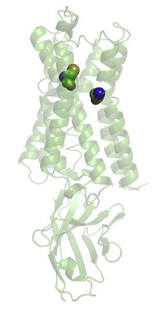 An image showing a model of the model of the M2-DREADD and the transition from inactive to active state DREADD