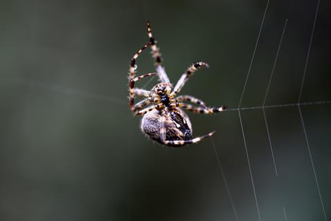 Spider weaving web