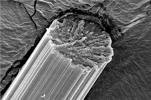 Scanning electron microscopy images of fibers from engineered spider silk