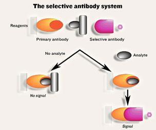 Antibody system