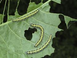 caterpillar-cabbage-250