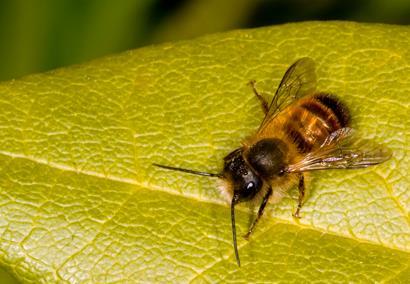 Bee-on-leaf_410