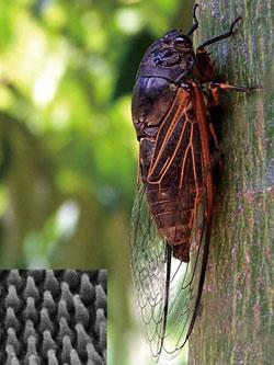 cicada-300