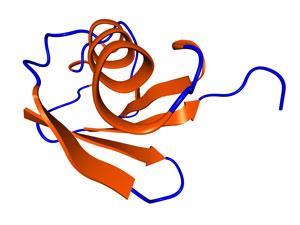 a molecule of ubiquitin