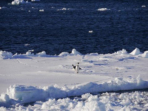 Una imagen que muestra pingüinos en un día soleado