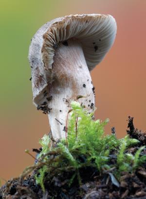 Tricholoma terreum mushroom