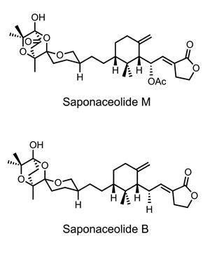 saponacelides