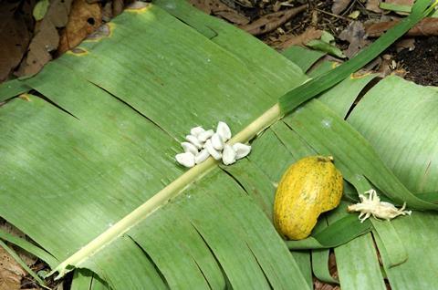 Cocoa beans fermenting