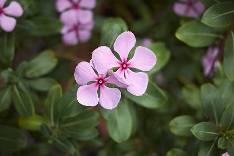 Madagascar periwinkle