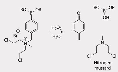 Borane-prodrugs_-on-CWTemplate_410