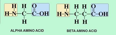 amino-acids-web